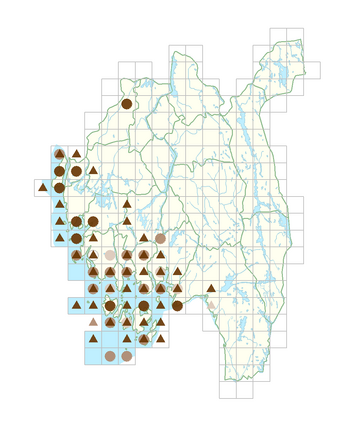 Atriplex prostrata subsp. latifolia.png