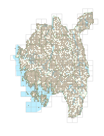 Avenella flexuosa subsp. flexuosa 1.png