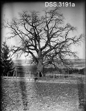 Bølereika Nittedal.jpg