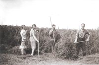 Høyhekking med Agnes og Ingvald Badstuen i midten. Fotokilde: Per Skogrand