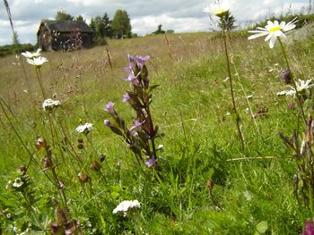 Bakkesøte på Hermanstølen.JPG