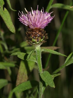 Ballastknoppurt BH.JPG