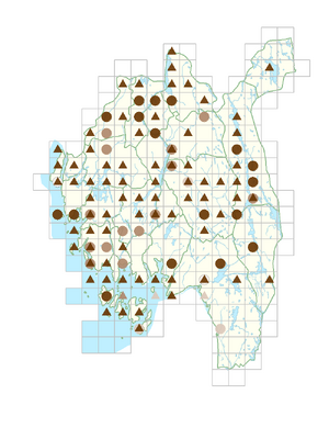 Barbarea stricta.png