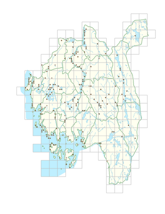 Barbarea stricta 1.png