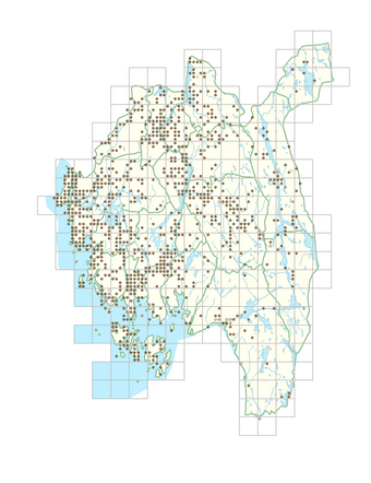 Barbarea vulgaris 1.png