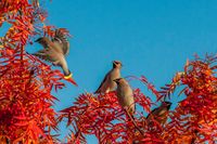 Bilde med fuglemotiv