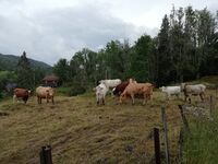 Beitedyr i Båserød. I området her gir berggrunnen av basalt gode beiter.