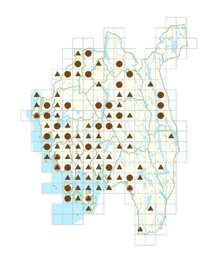 Berberis thunbergii.png