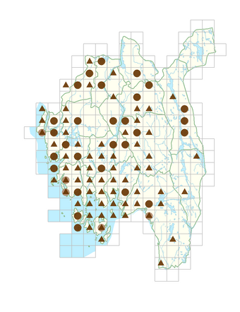 Berberis thunbergii.png