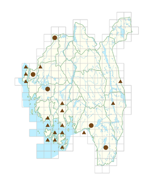 Bergenia cordifolia.png