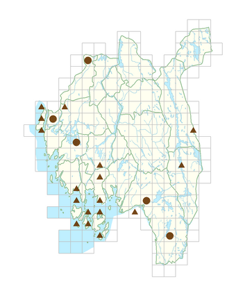 Bergenia cordifolia.png