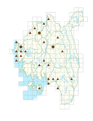Bergenia crassifolia.png