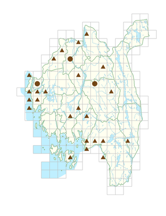 Bergenia crassifolia.png