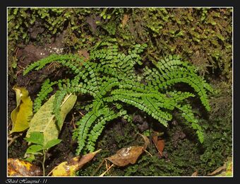 Bergsvartburkne BH.jpg