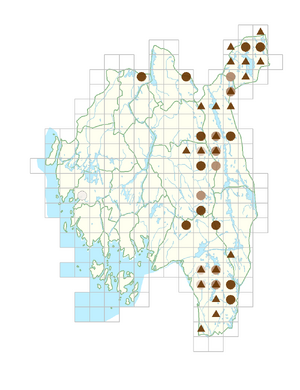 Betula nana subsp. nana.png