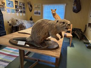 Bever fra oppegård.jpg