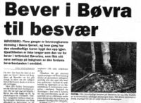 27. Bever i Bøvra.jpg