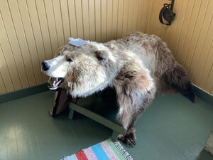 Bjørnen Ferdinand.jpeg