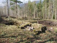 Bjørnerud under 93/1 Foldsæ. Vi ser muren etter ein tradisjonell bygning med stove og kammers, denne vart flytta til Birtedalen og er nytta til hytte. Foto: Olav Momrak-Haugan. Årstal usikkert.