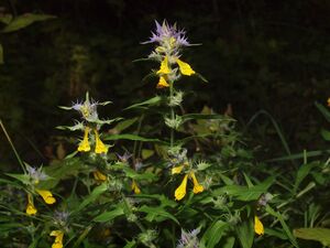 Blåmarimjelle BH.JPG