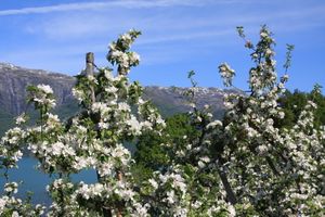 Blomstring Hesthamar.JPG