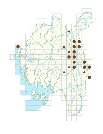 Brachypodium pinnatum.png