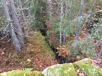 Sørsiden av dammen. (Foto: Bent Ek, oktober 2022)