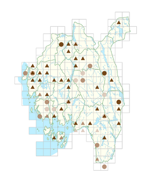 Brassica rapa subsp. campestris.png