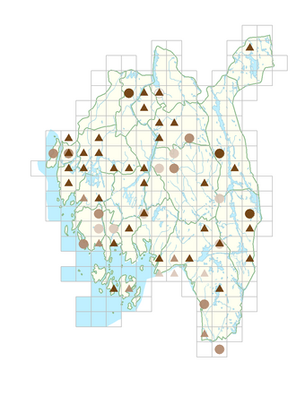 Brassica rapa subsp. campestris.png