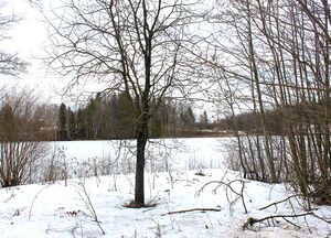 Brendsrudvannet Asker 2016.jpg