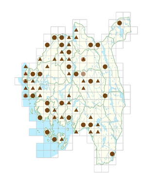 Bunias orientalis.png