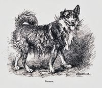 Illustrasjon av Karl Uchermann