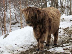 C00770cr Highland cattle.jpg