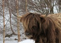 Høglandsfe på Storsetra (Aure), mars 2011. Foto: Olve Utne