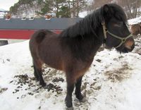 13. C00772crj islandshest.jpg