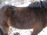 23. C00773 Islandshest med ragg.jpg