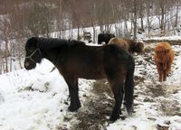 Islandshest og høglandsfe på Storsetra (Aure), mars 2011. Foto: Olve Utne