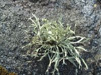 Foreløpig uidentifisert lav. Foto: Olve Utne