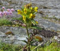Foreløpig uidentifisert plante, enten småengkall eller kystengkall. Foto: Olve Utne