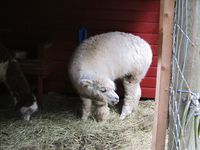 Alpakkaer. Foto: Olve Utne (august 2011).