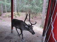 Rein. Foto: Olve Utne (august 2011).