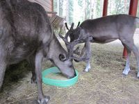 Rein. Foto: Olve Utne (august 2011).