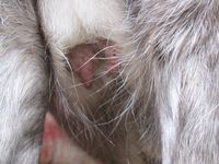 Rein. Foto: Olve Utne (august 2011).