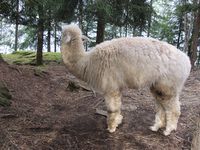 Alpakka. Foto: Olve Utne (august 2011).