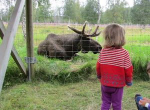 C03591cr Alces alces (Namsskogan Familiepark).jpg