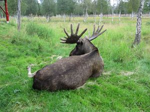 C03593 Alces alces (Namsskogan Familiepark).jpg