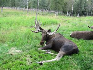 C03594 Alces alces (Namsskogan Familiepark).jpg