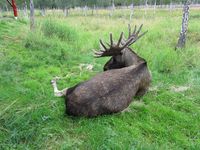 45. C03595 Alces alces (Namsskogan Familiepark).jpg