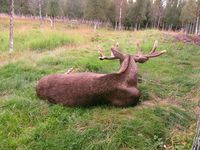 Elg. Foto: Olve Utne (august 2011).