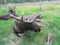 Elg. Foto: Olve Utne (august 2011).